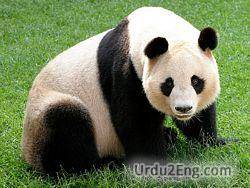 panda Urdu Meaning
