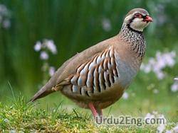 partridge Urdu Meaning