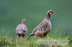 partridge Urdu Meaning