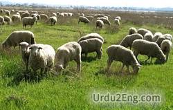pasture Urdu Meaning