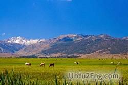 pasture Urdu Meaning
