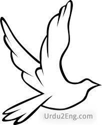 peace Urdu Meaning