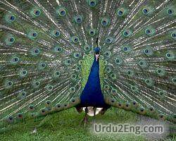 peacock Urdu Meaning