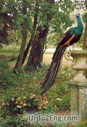 peacock Urdu Meaning