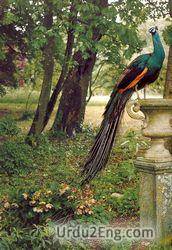 peacock Urdu Meaning