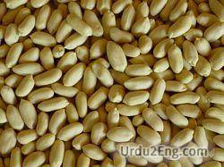 peanut Urdu Meaning