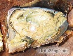 pearl Urdu Meaning