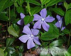 periwinkle Urdu Meaning