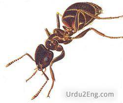 pest Urdu Meaning