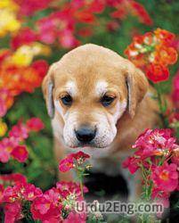 pet Urdu Meaning