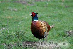 pheasant Urdu Meaning