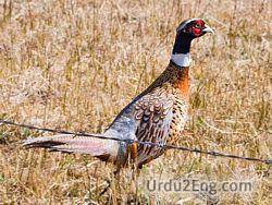 pheasant Urdu Meaning