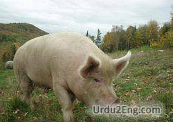 pig Urdu Meaning