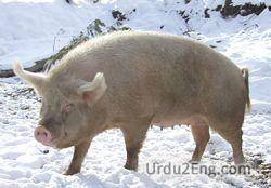 pig Urdu Meaning