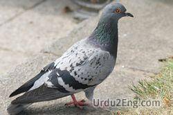 pigeon Urdu Meaning