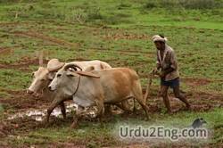 plow Urdu Meaning