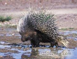 porcupine Urdu Meaning