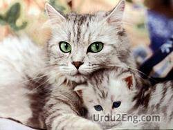 pussy Urdu Meaning