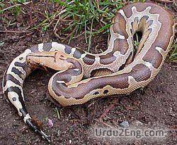 python Urdu Meaning