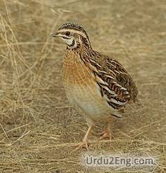 quail Urdu Meaning