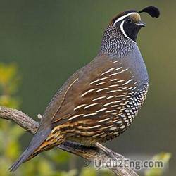 quail Urdu Meaning