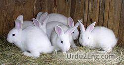 rabbit Urdu Meaning
