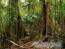 rainforest Urdu Meaning