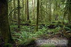 rainforest Urdu Meaning