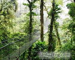 rainforest Urdu Meaning