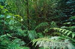 rainforest Urdu Meaning