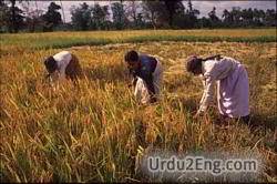 reap Urdu Meaning