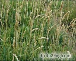 reed Urdu Meaning
