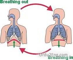 respiration Urdu Meaning