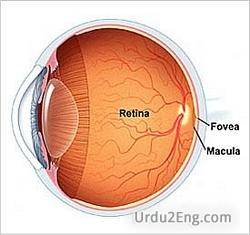 retina Urdu Meaning