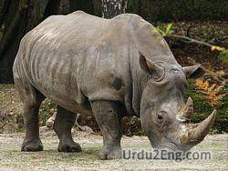 rhinoceros Urdu Meaning