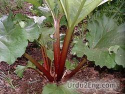 rhubarb Urdu Meaning