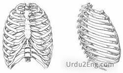 rib Urdu Meaning