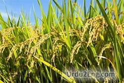 rice Urdu Meaning