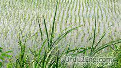 rice Urdu Meaning