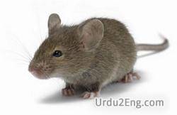 rodent Urdu Meaning