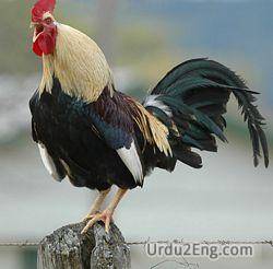rooster Urdu Meaning