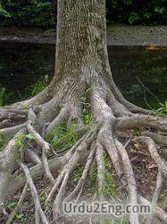 root Urdu Meaning