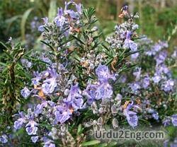 rosemary Urdu Meaning