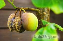 rot Urdu Meaning
