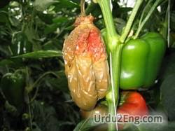 rot Urdu Meaning