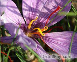 saffron Urdu Meaning