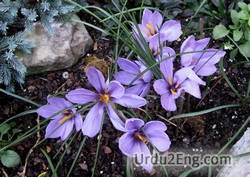 saffron Urdu Meaning
