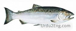 salmon Urdu Meaning