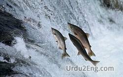 salmon Urdu Meaning