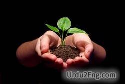 sapling Urdu Meaning